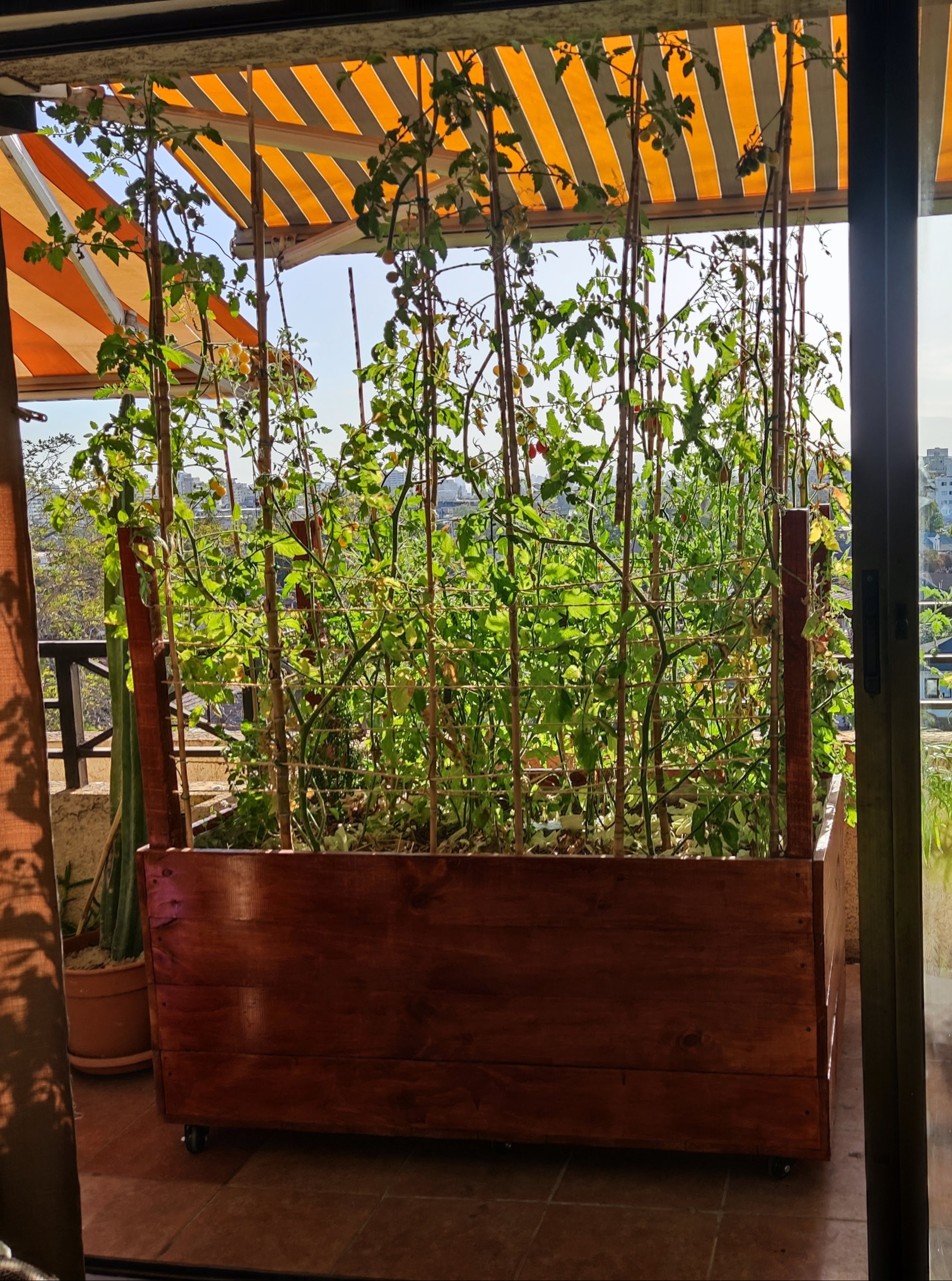 Bancal con tomates — diseño regenerativo