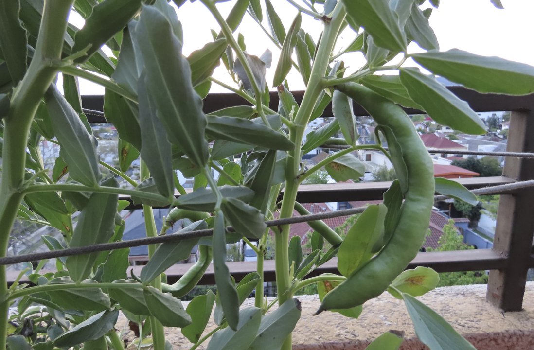 Cultivo de invierno